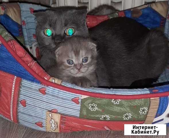 Британские котята Славянск-на-Кубани - изображение 1