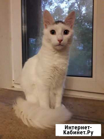 Котик ищет дом Владимир - изображение 1