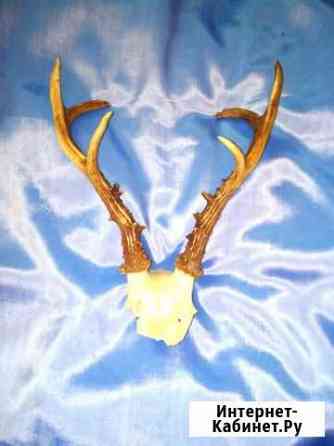 Рога с лобной костью Екатеринбург