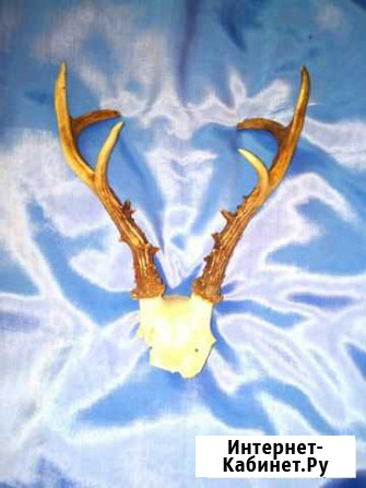 Рога с лобной костью Екатеринбург - изображение 1