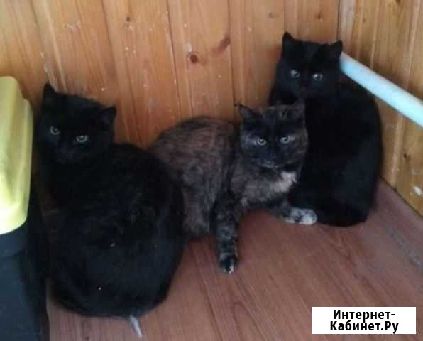 Котята мальчик и девочка в квартиру, 5 мес Казань - изображение 1