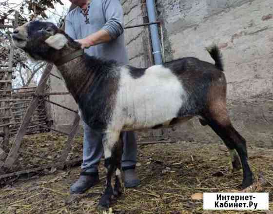 Нубиец вязка, продажа. Козочки Томаровка