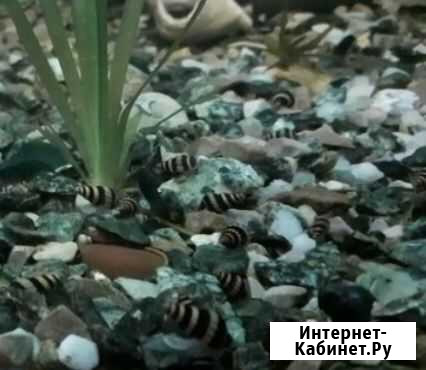 Улитка Хелена каннибал Тюмень - изображение 1