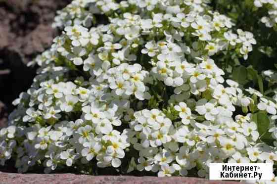 Арабис, флоксы, очиток, колокольчик - многолетники Курск