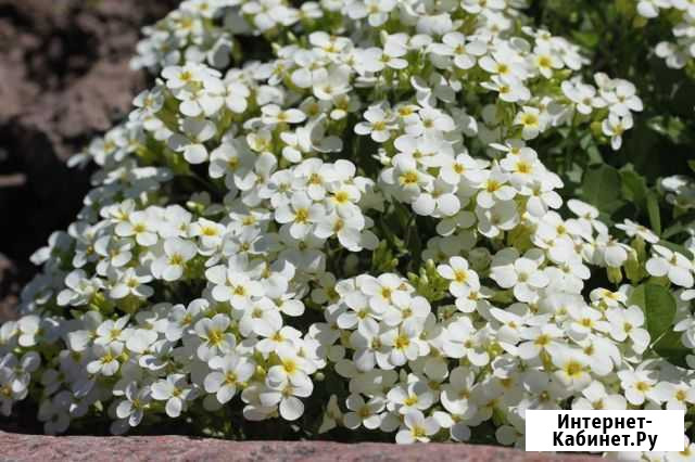 Арабис, флоксы, очиток, колокольчик - многолетники Курск - изображение 1