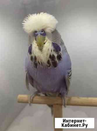 Выставочные волнистые попугаи чехи Москва