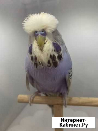 Выставочные волнистые попугаи чехи Москва - изображение 1