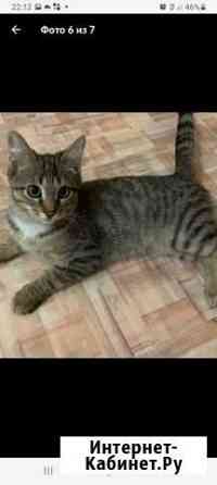 Мальчик полосатик 4 месяца Краснодар