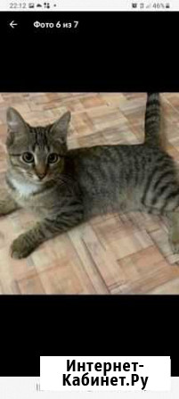 Мальчик полосатик 4 месяца Краснодар - изображение 1