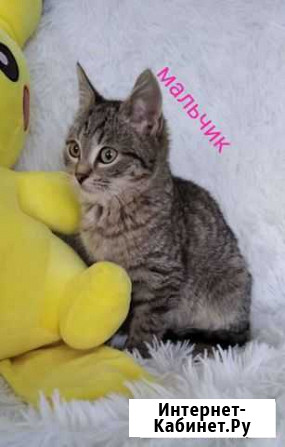 Котенок мальчик Кимры - изображение 1