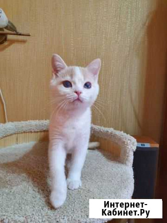 Котик в добрые руки Курск - изображение 1