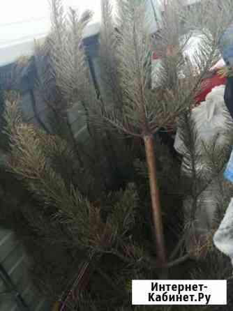 Сосна Благовещенск