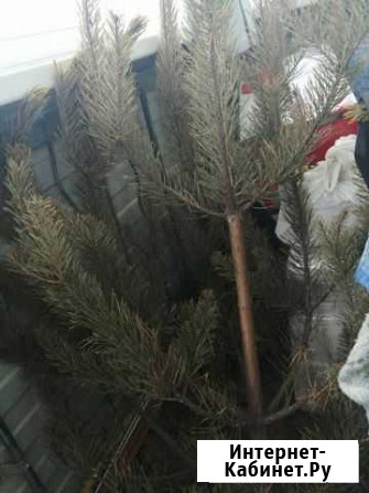 Сосна Благовещенск - изображение 1