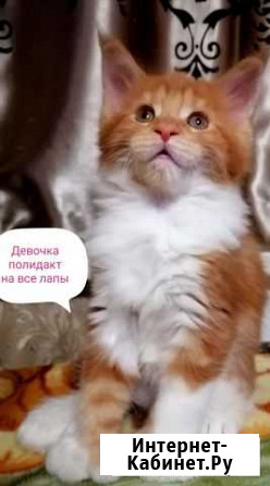 Мейн-кун полидакты и классика Новомосковск - изображение 1