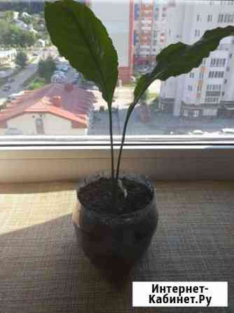 Спатифиллум Пенза