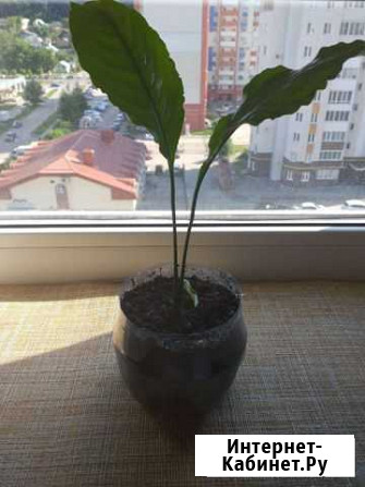 Спатифиллум Пенза - изображение 1