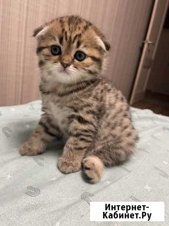 Шотландские котята Одинцово - изображение 1