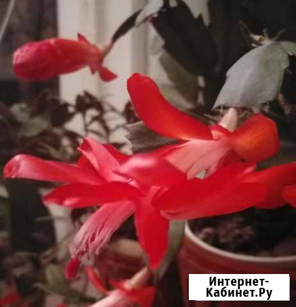 Декабристы Менделеево - изображение 1