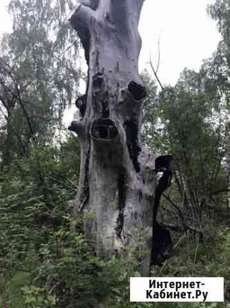 Арт декор, огромное дерево с дуплом Екатеринбург