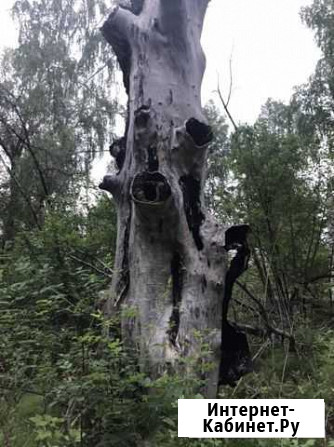 Арт декор, огромное дерево с дуплом Екатеринбург - изображение 1