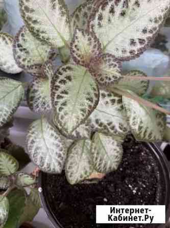 Эписция Благовещенск