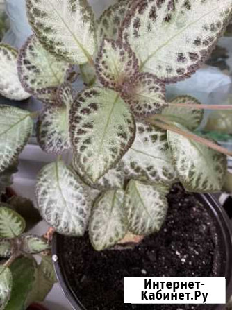 Эписция Благовещенск - изображение 1