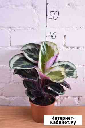 Calathea Marion/Калатея Марион Рыбинск
