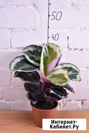 Calathea Marion/Калатея Марион Рыбинск - изображение 1