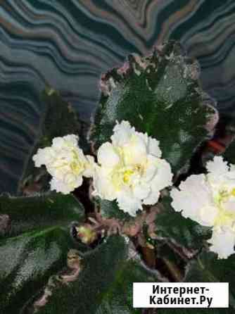 Фиалки сортовые на срез Ульяновск