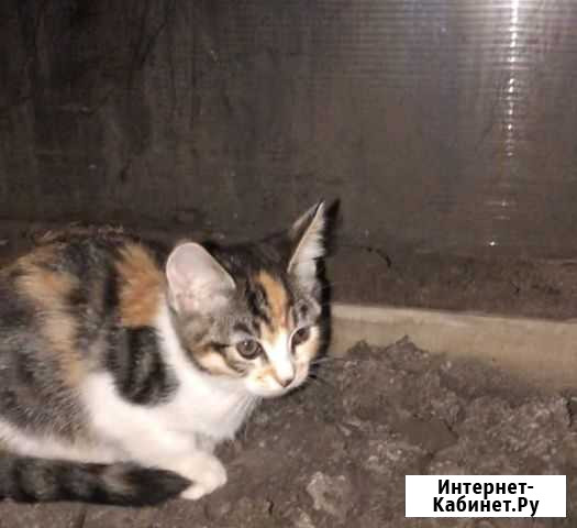 Котята Тула - изображение 1