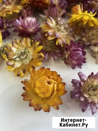 Сухоцветы гелихризум Тольятти - изображение 1