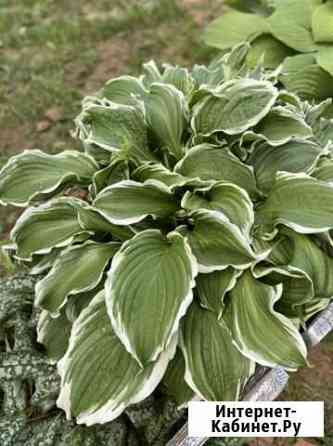 Хоста многолетняя Киров