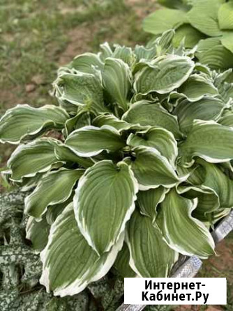 Хоста многолетняя Киров - изображение 1