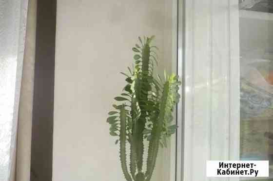 Молочай Ростов-на-Дону