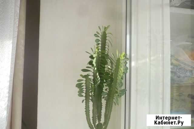 Молочай Ростов-на-Дону - изображение 1