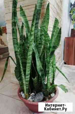 Сансевиерия Ростов-на-Дону