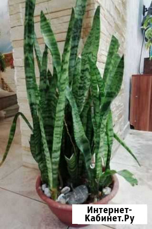 Сансевиерия Ростов-на-Дону - изображение 1