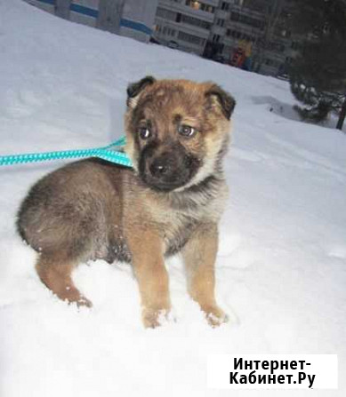 Щенок в охрану Бирск - изображение 1