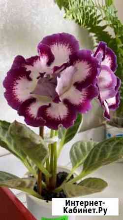 Глоксинии сортовые Кемерово