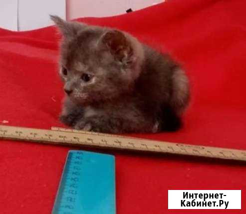 Очаровашка 3мес Краснозаводск - изображение 1