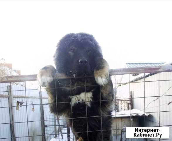 Вязка кавказская овчарка Россошь - изображение 1