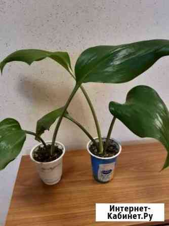 Эухарис Калуга