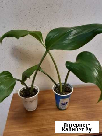 Эухарис Калуга - изображение 1