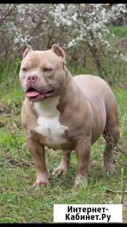 Американский Булли взрослая сука Москва