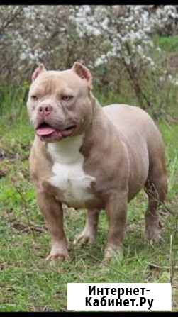 Американский Булли взрослая сука Москва - изображение 1