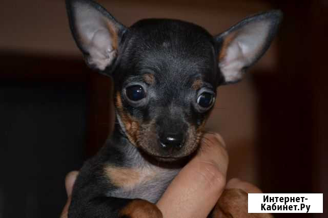 Той терьеры Краснодар - изображение 1