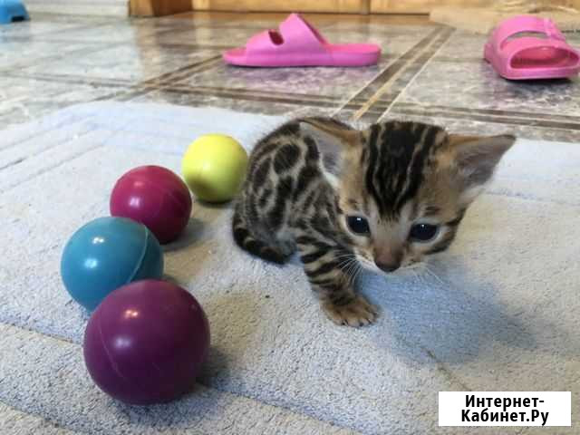 Бенгальские котята девочки Началово - изображение 1