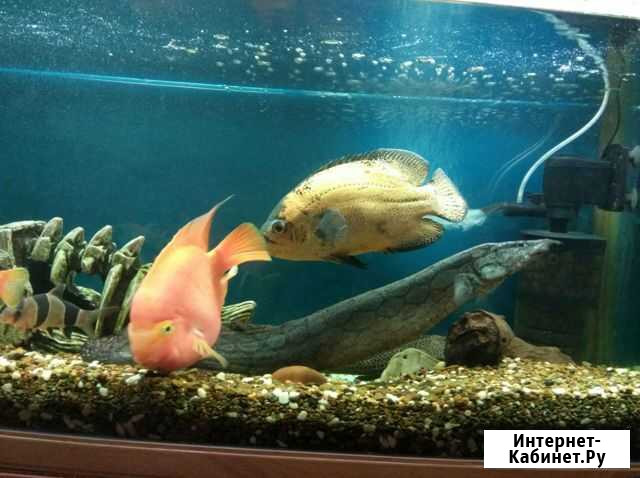 Аквариумные рыбки Нижнекамск - изображение 1