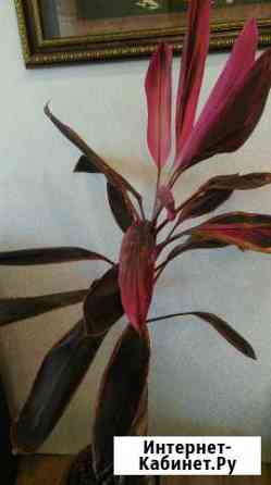 Цветок Хабаровск