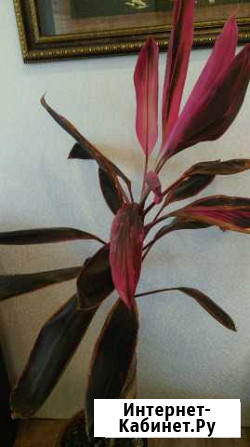 Цветок Хабаровск - изображение 1